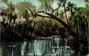 Tomoka River FL Florida Antique Postcard DB PM Woods Cancel WOB Note 