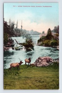 Upper Tumwater Falls Elk Scene Olympia Washington WA UNP DB Postcard Q9