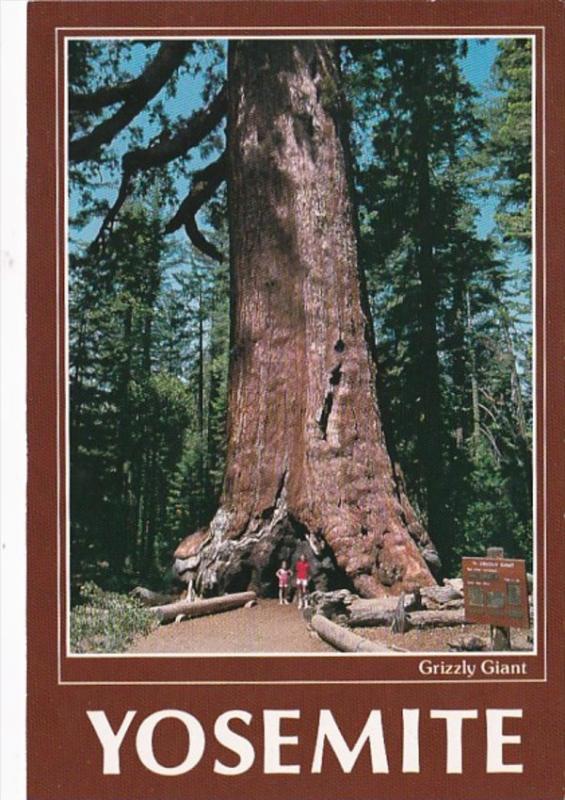 California Yosemite National Park Grizzly Giant Largest Tree In Yosemite