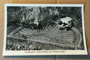 VINTAGE UNUSED REAL PHOTO POSTCARD VERULAMIUM TREE GROWING OVER MOSAIC UK