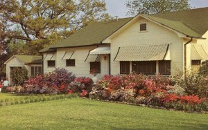 MS - McComb. Azaleas in Bloom