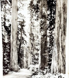 RPPC Giant Redwood Trees Oregon 1920s Sawyer Pacific Highway Northwest PCBG6F