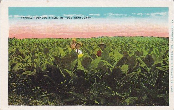 Typical Tobacco Field In Old Kentucky