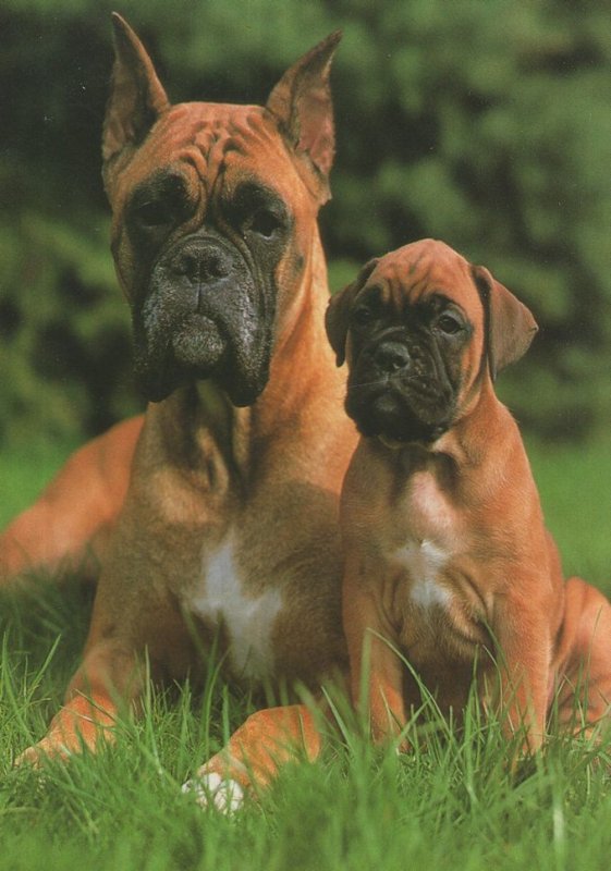 German Grumpy Mum & Child Dog 1980s Postcard