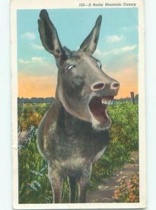 Divided-Back ANIMAL SCENE Great Postcard AA9646