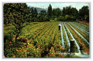 Irrigated Garden In Utah UT DB Postcard U22