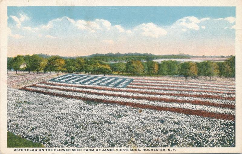 Aster Flag at James Vick Flower Seed Farm - Rochester, New York - WB