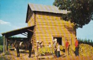 Stringing Of Tobacco Leaves