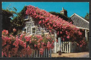 Massachusetts, Cape Cod - Cottage & Roses in Full Bloom - [MA-050]