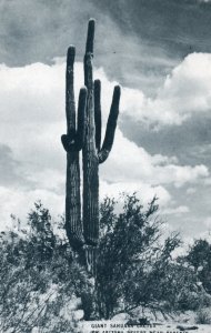 11174 Giant Cactus in the Arizona Desert, Conoco Touraide Postcard