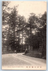 Nara Prefecture Japan Postcard Cedar Trees at Nara Park c1905 Antique