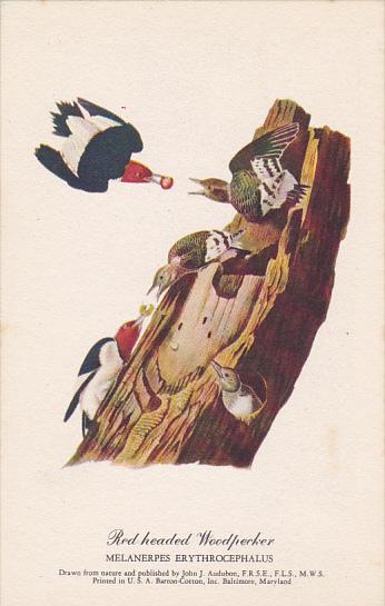 Red-headed Woodpecker Drawn By John J Audubon