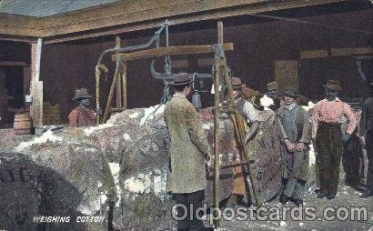 Weighing cotton Black 1910 