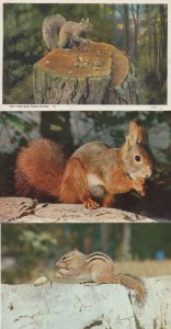 Pine Bush Squirrel Nut Cracker 3x Postcard s