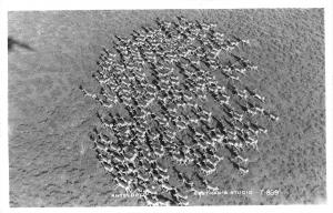 RPPC, Eastman Studios  ANTELOPE FAMILY & HERD~Aerial View  *TWO* Photo Postcards