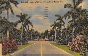 Lanes of Royal Palms Looking down the street Miami Beach FL 