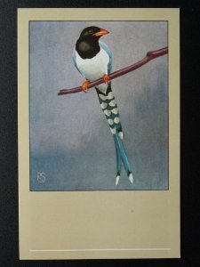 Bird Theme CHINESE BLUE PIE c1950s Postcard by P. Sluis Series 10 No.112