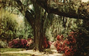 Vintage Postcard Magnolia Gardens Moss Draped Live Oak Trees Charleston SC