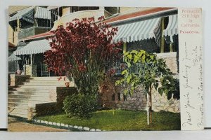 Pasadena CA Paul POINSETTIA 23ft High 1905 Postcard L17