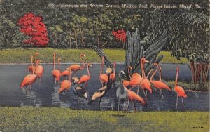 Flamingos, African Cranes, Wading Pool, Parrot Jungle Miami, Florida