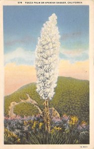Yucca Palm or Spanish Dagger Los Angeles CA