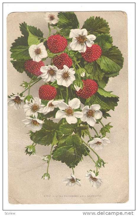 Strawberries and Blossoms, Rainier, Washington, PU-1909