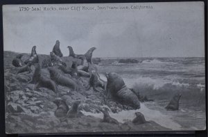 San Francisco, CA - Seal Rocks near Cliff House