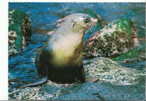 Animals Postcard - Fur Seal at Seal Rocks, Phillip Island, Victoria  U177