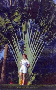 [ Linen ] US Florida - Travelers Palm