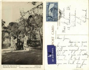 Gibraltar, Alameda Park, Jaw Bone (1946) RPPC Postcard