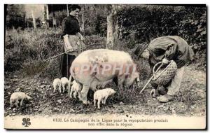 Postcard Old Pig Pig Folklore