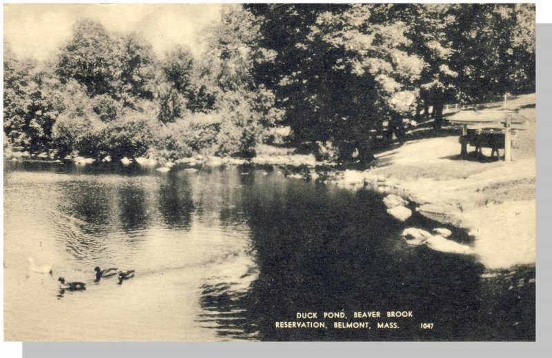 Belmont, Massachusetts/MA Postcard,Duck Pond/Beaver Brook/Reservation