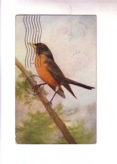 Painting Series 5348, American Robin, Used 1908