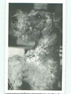 rppc 1941 Close-Up CUTE FLUFFY DOG AC8256