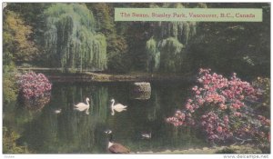 Swans, Stanley Park, Vancouver, B.C., Canada, PU-1949