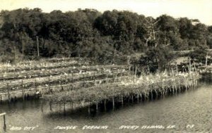 Real Photo, Jungle Garden - Avery Island, Louisiana LA