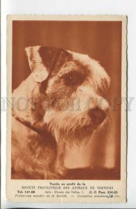 440216 FOX TERRIER Dog CHARITY ADVERTISING Society Protection Animals Verviers 