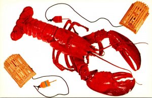 A Maine Lobster