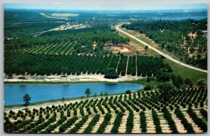 Vtg Clermont Florida FL Citrus Groves seen from top of Citrus Tower Postcard