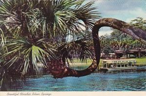 Florida Silver Springs Beautiful Florida's Silver Springs