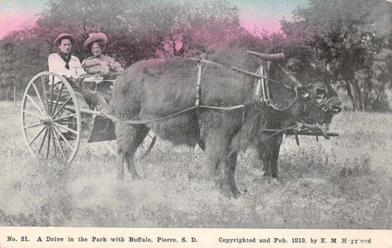 Pierre South Dakota Buffalo Cart Vintage Postcard JD933876