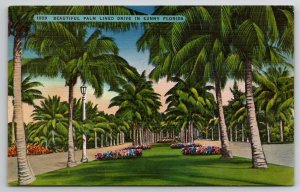 Beautiful Palm Lined Drive In Sunny Florida Postcard M29