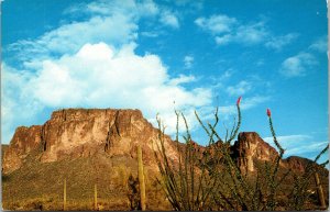 Vtg Ocotilla Buggy Whip Cactus Superstition Mountains Mesa Arizona AZ Postcard