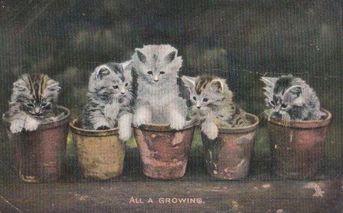 Five Cat Cats Kittens In Flower Pot Flowerpot Growing Antique 1905 Postcard