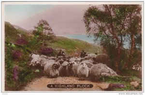 RP: Sheep A Highland Flock , 00-10s