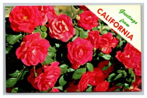 Vintage 1960's Postcard Greetings From California - Beautiful Pink Carnations