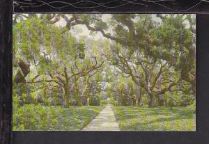 Oak Walk,Brookgreen Gardens,Myrtle Beach,SC Postcard BIN 