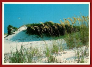 Florida, Pensacola Beach - Golden Sea Oats - [FL-962X]