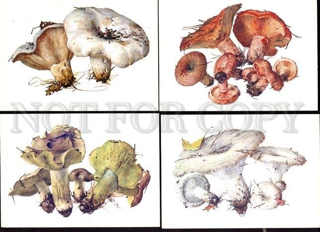 033904 MUSHROOMS Collection of 16 russian colorful cards #3