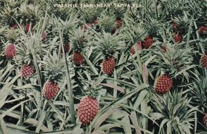 Florida Pineapple Farm Near Tampa